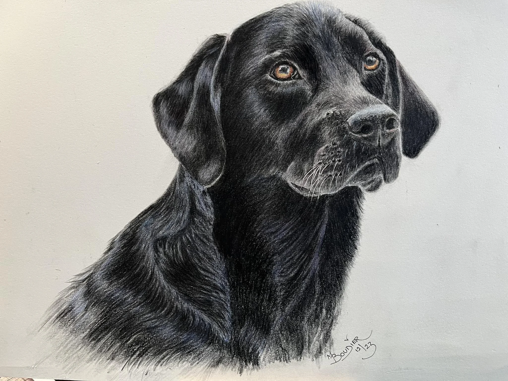 Black Labrador.jpg