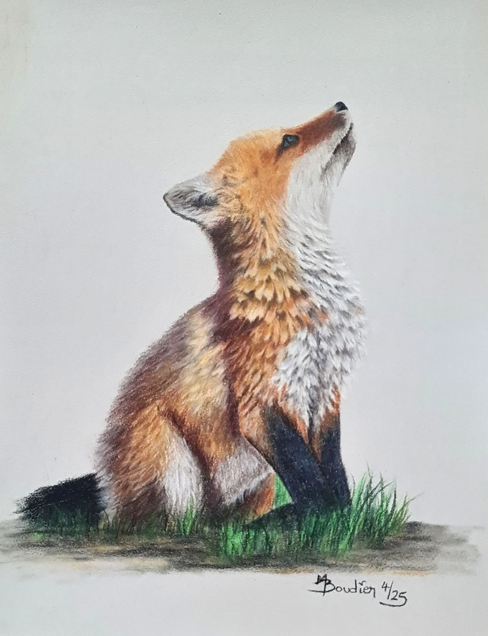 Fox