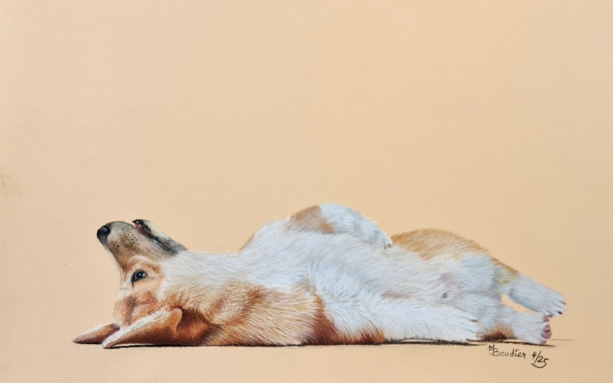 Corgi.jpg