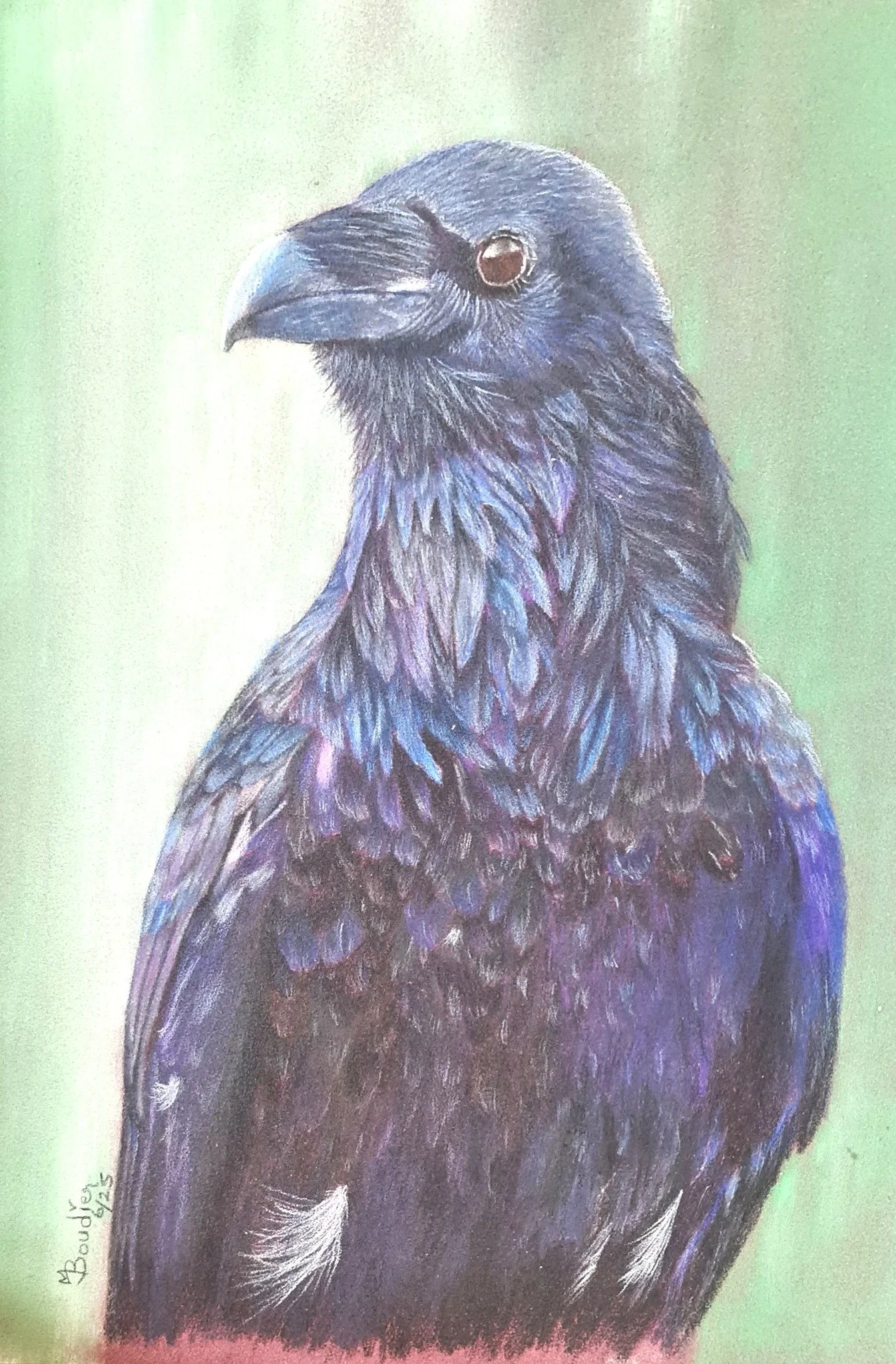 Crow.jpg