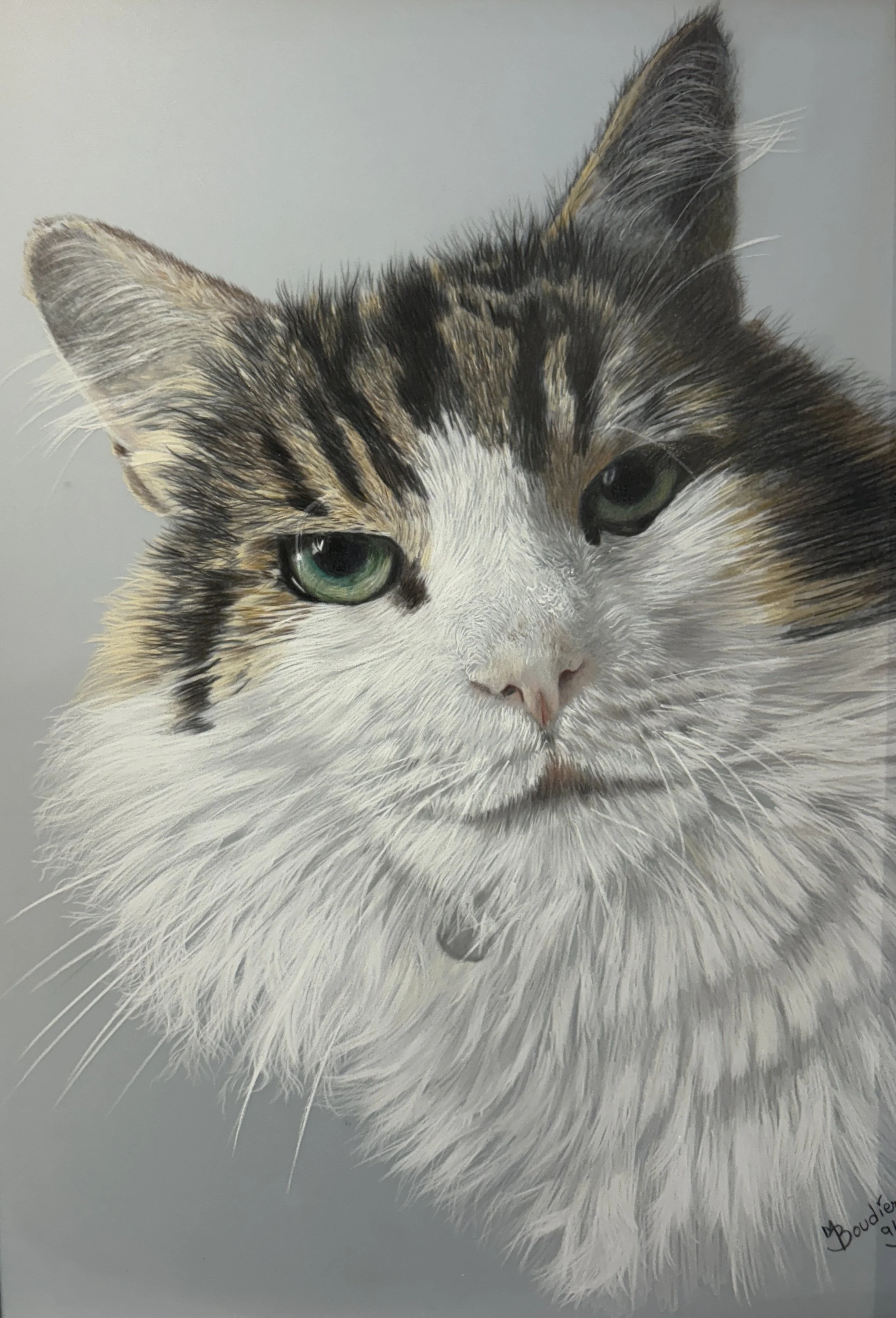 Frankie the Manx.jpg
