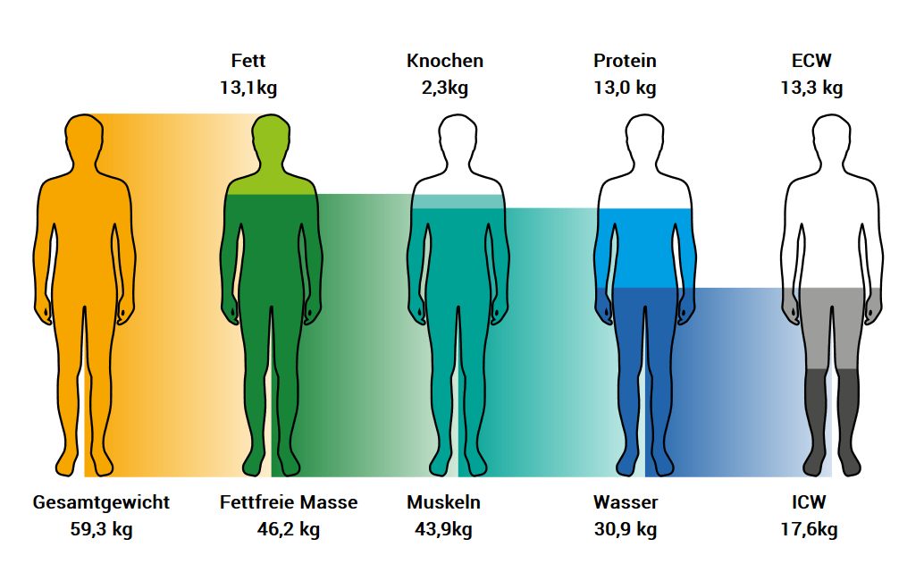 Körperzusammensetzung der TANITA-Körperanalyse: Fett, Muskeln, Knochen, Protein und Körperwasser