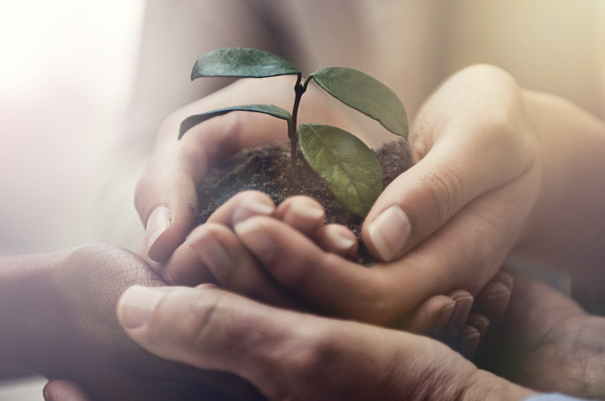 Close-up of hands holding a small plant with green leaves growing in soil.