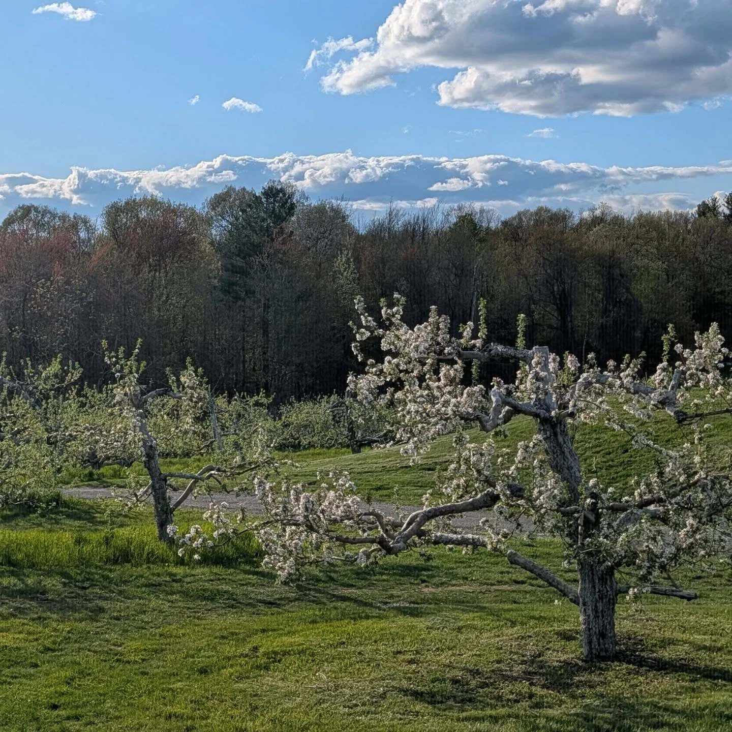 The orchard is in bloom!

Apple blossom season has arrived, and the trees are putting on a show. Come take a walk through the blossoms, breathe in spring, and enjoy one of the most beautiful times of year in New England.

#AppleBlossoms #OrchardSeaso