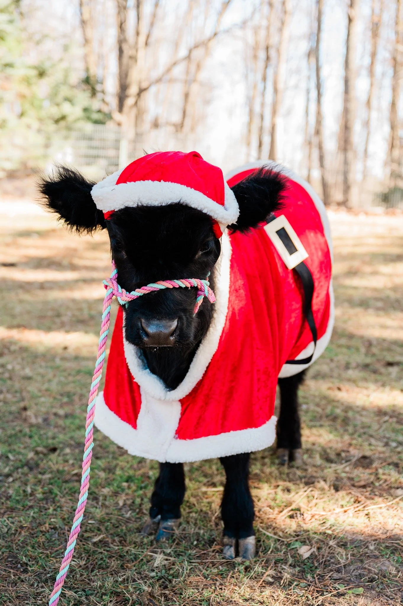 Christmas Mini Session