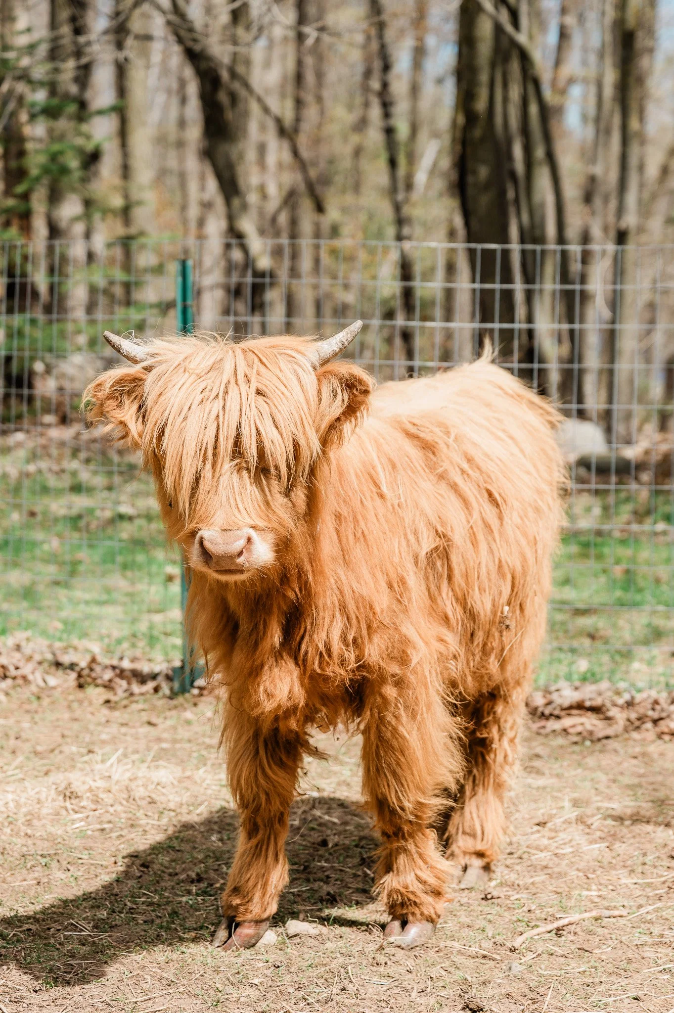 Cow Yoga