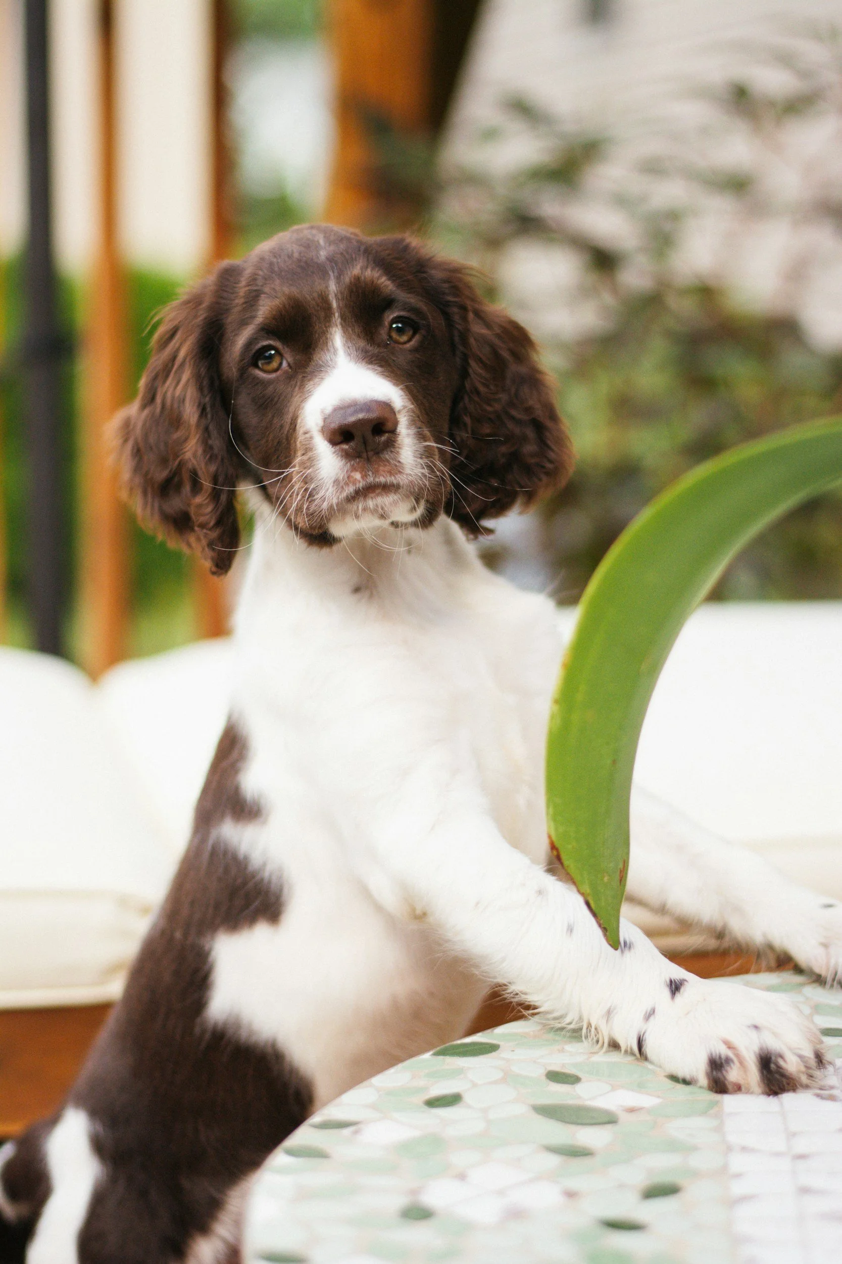 free-dog-training-evaluation-madison