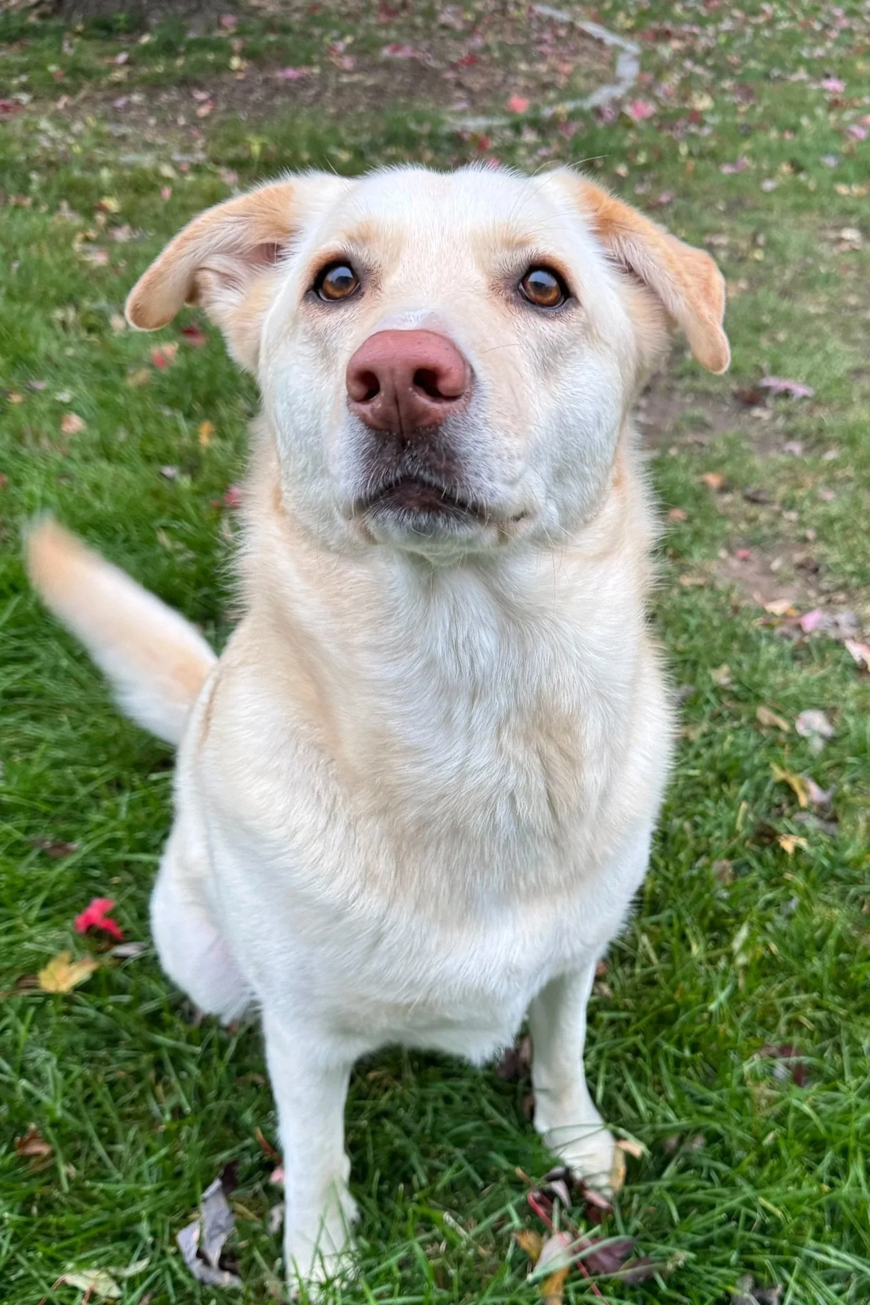 in-home-dog-training-madison