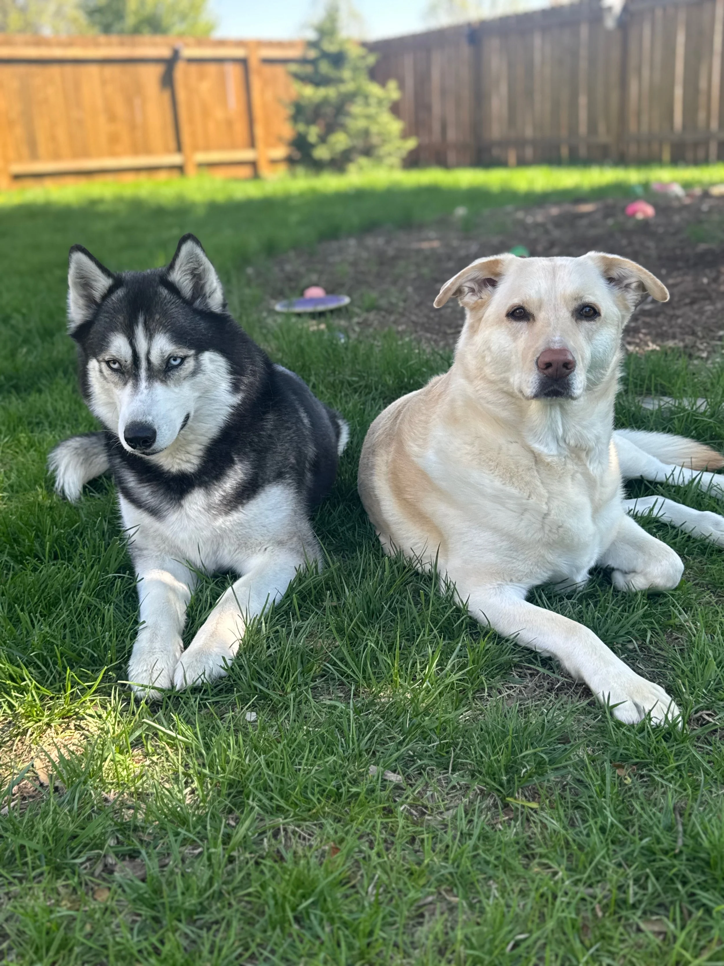 free-dog-training-evaluation-madison