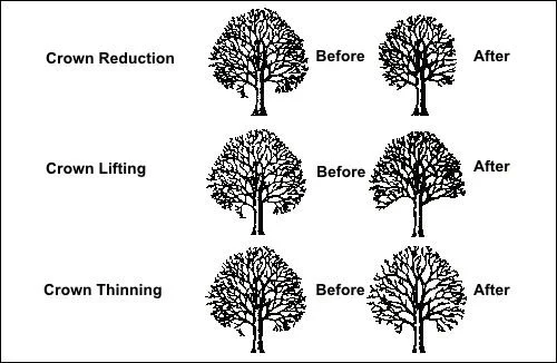 Crown-reduction-diagram-isolated.jpg
