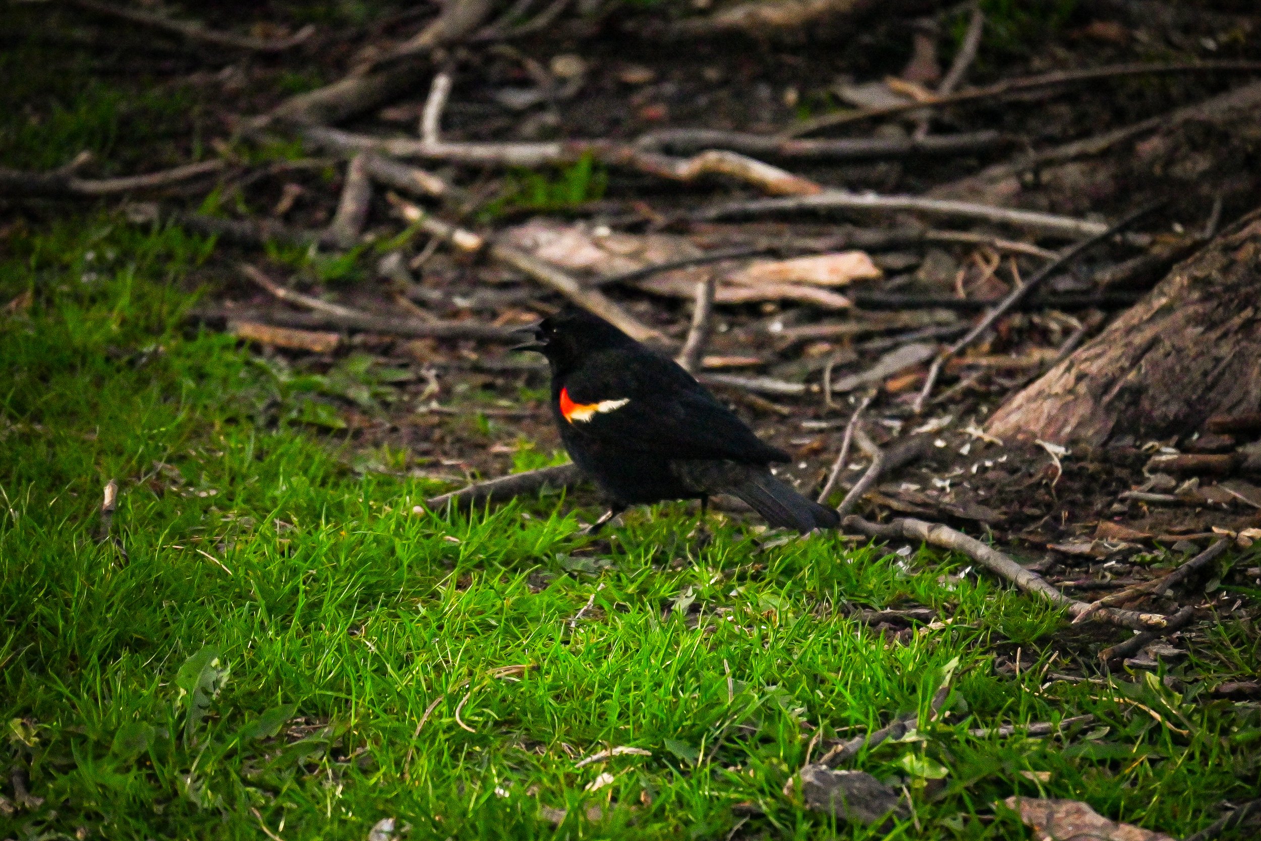 DSC_7142.jpg