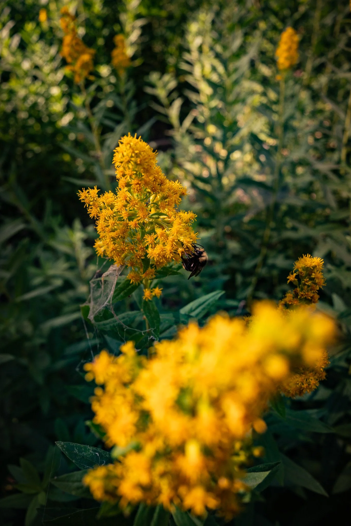 DSC_2354.jpg
