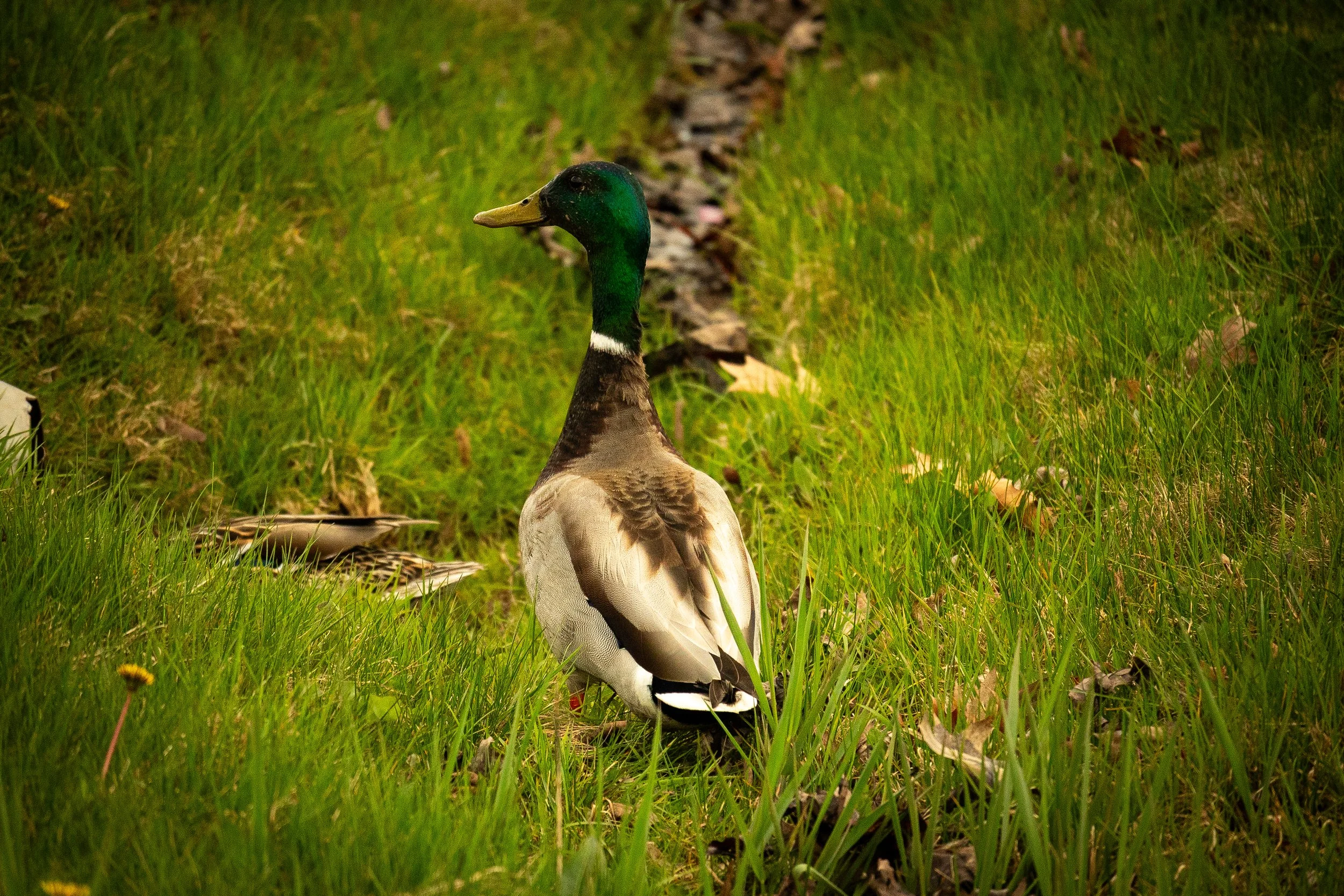 DSC_6975.jpg