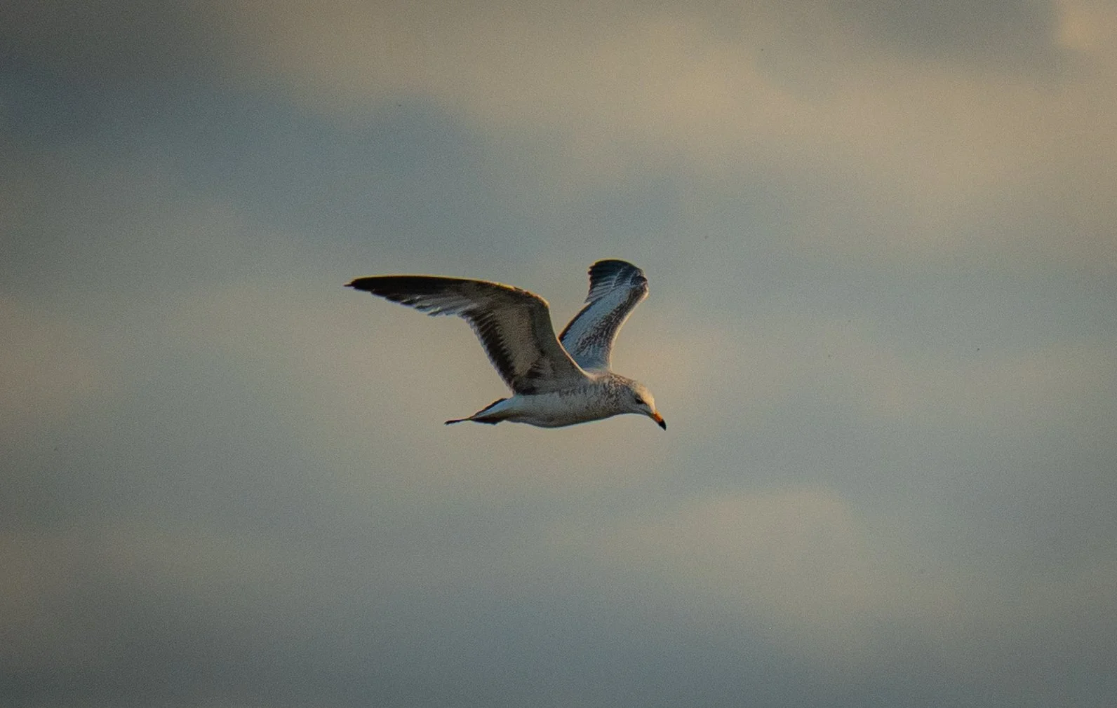 DSC_7024.jpg