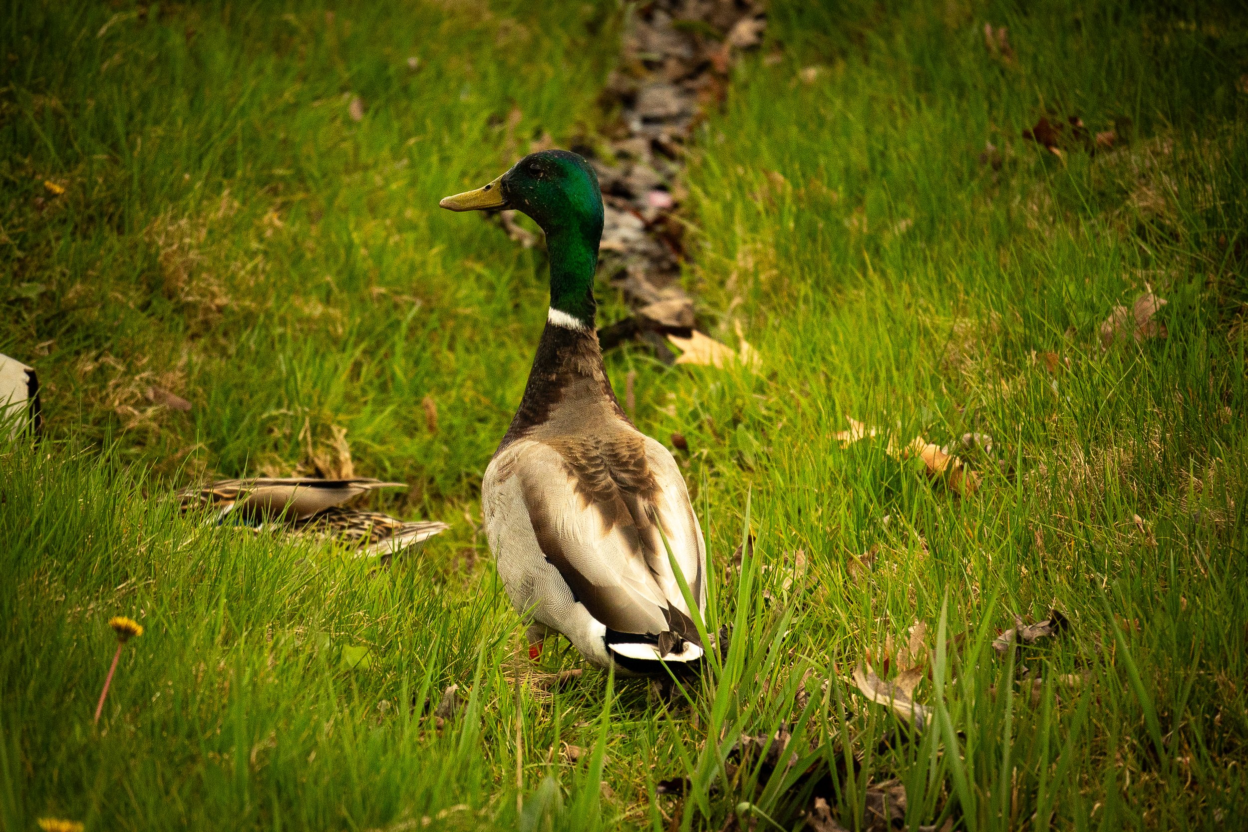 DSC_6975.jpg
