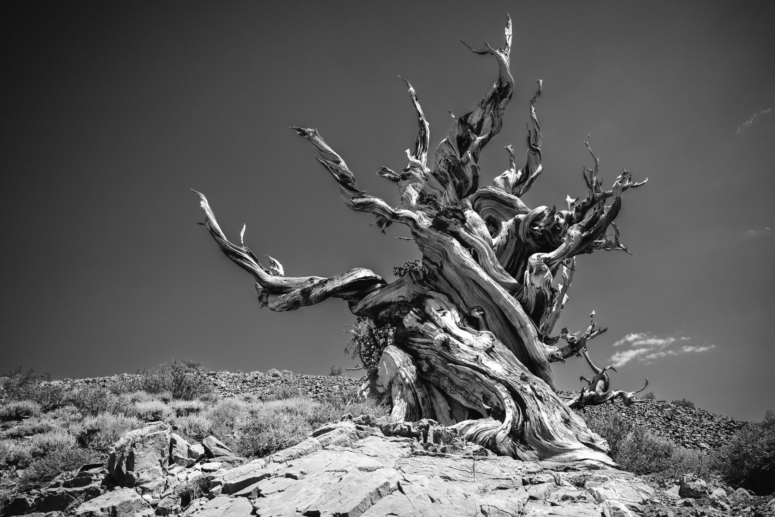 ANCIENT BRISTLE CONE PINE FOREST