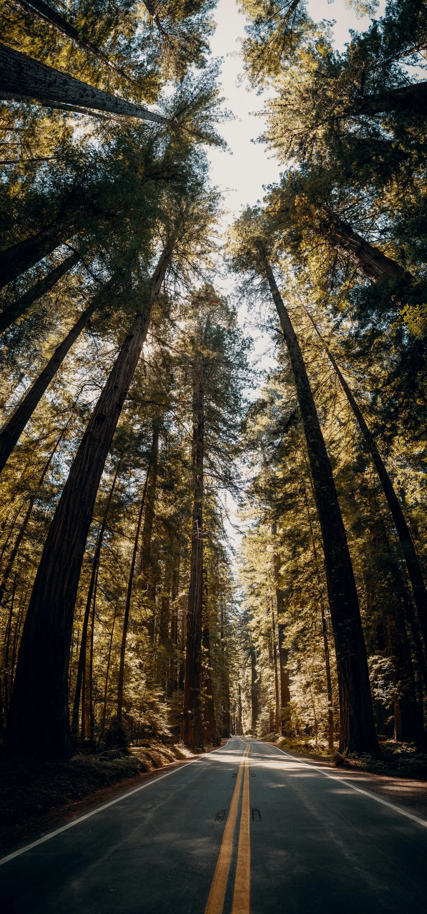AVENUE OF THE GIANTS