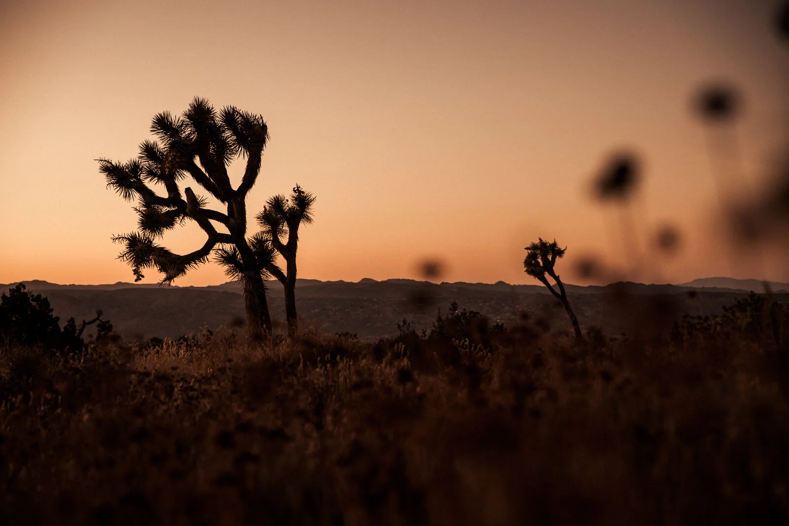 JOSHUA TREE, CALIFORNIA