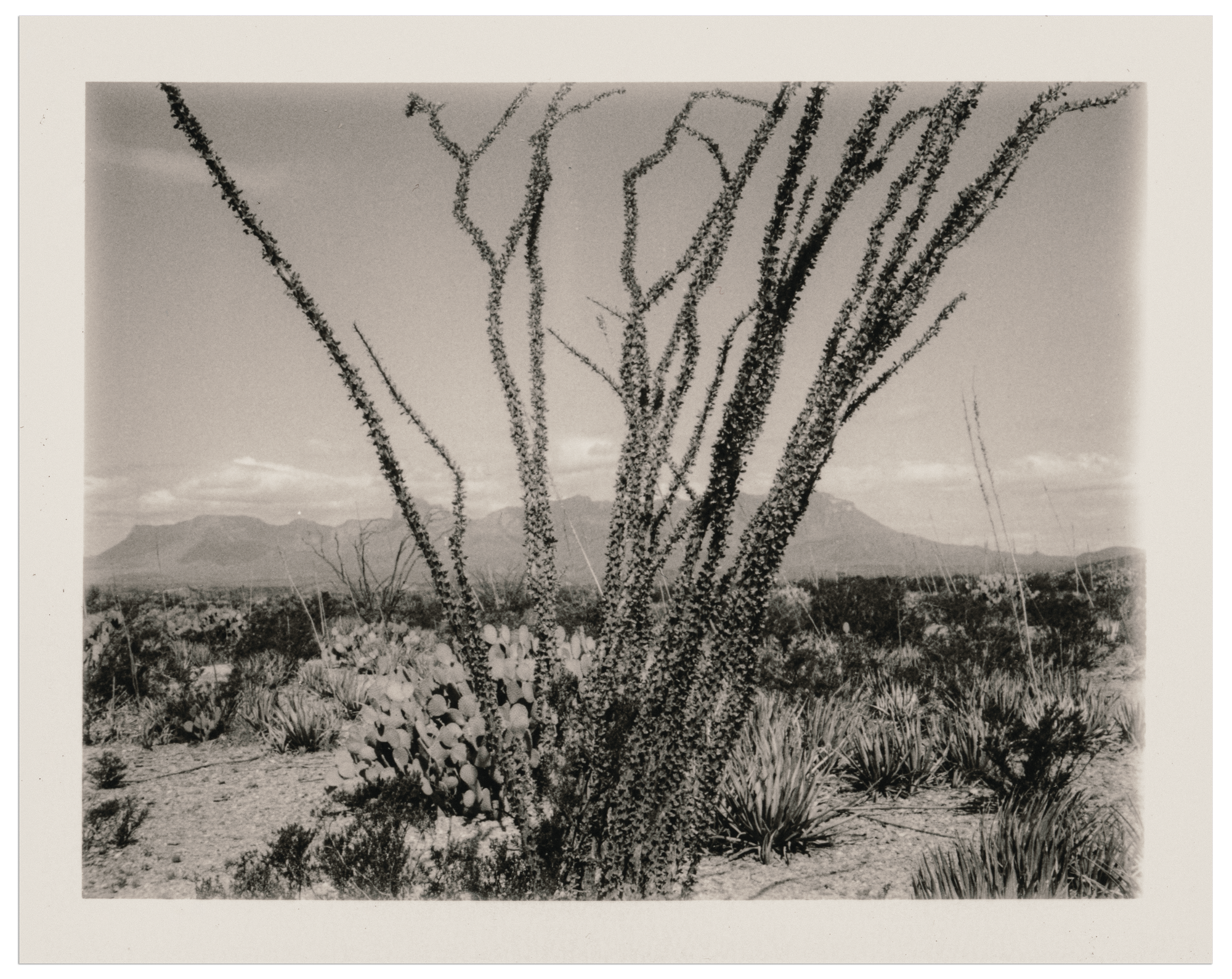 polaroid032.png