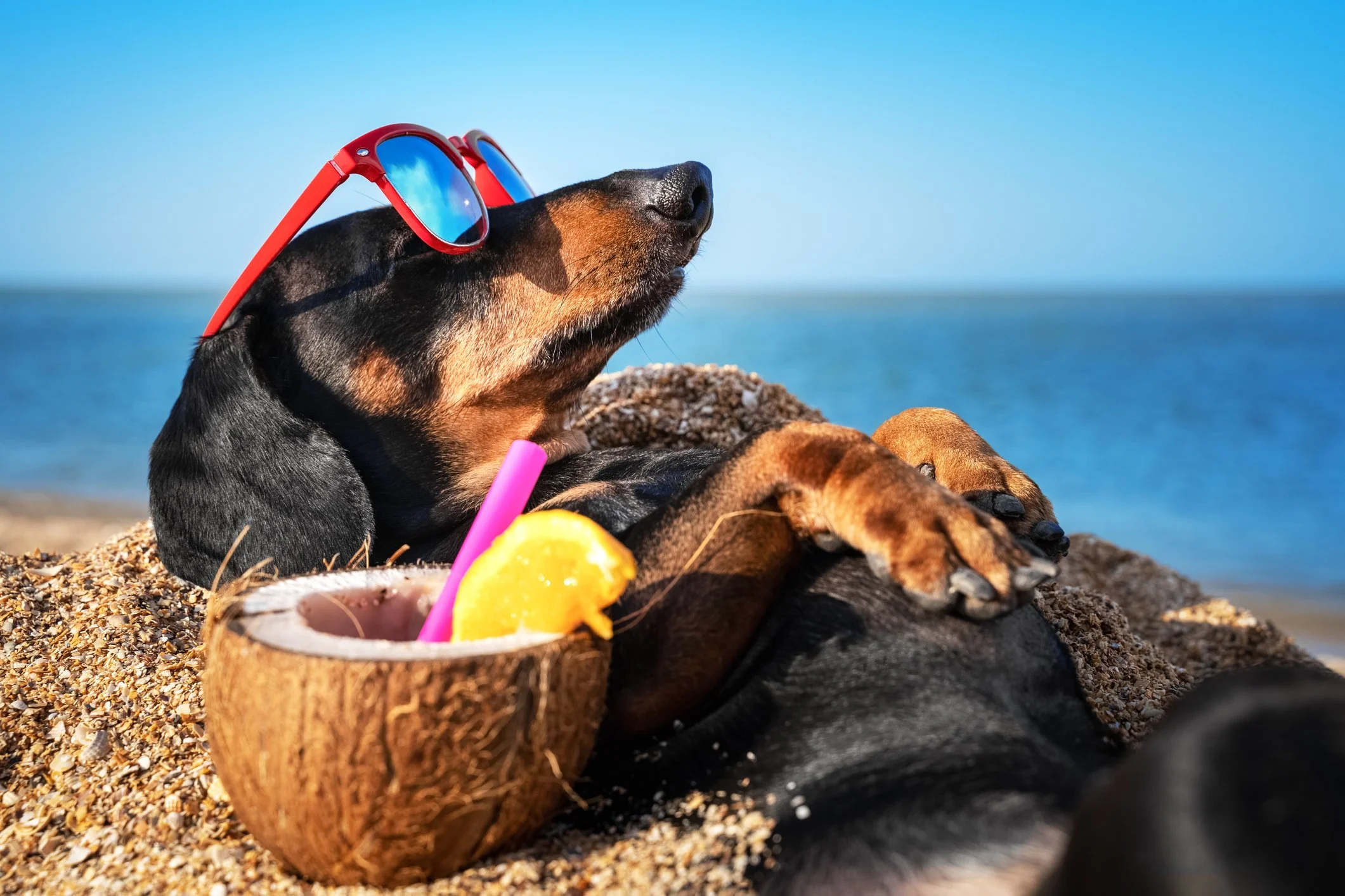 A dog wearing red sunglasses relaxes on the beach beside a coconut drink with a pink straw and lemon wedge, with the ocean in the background.
