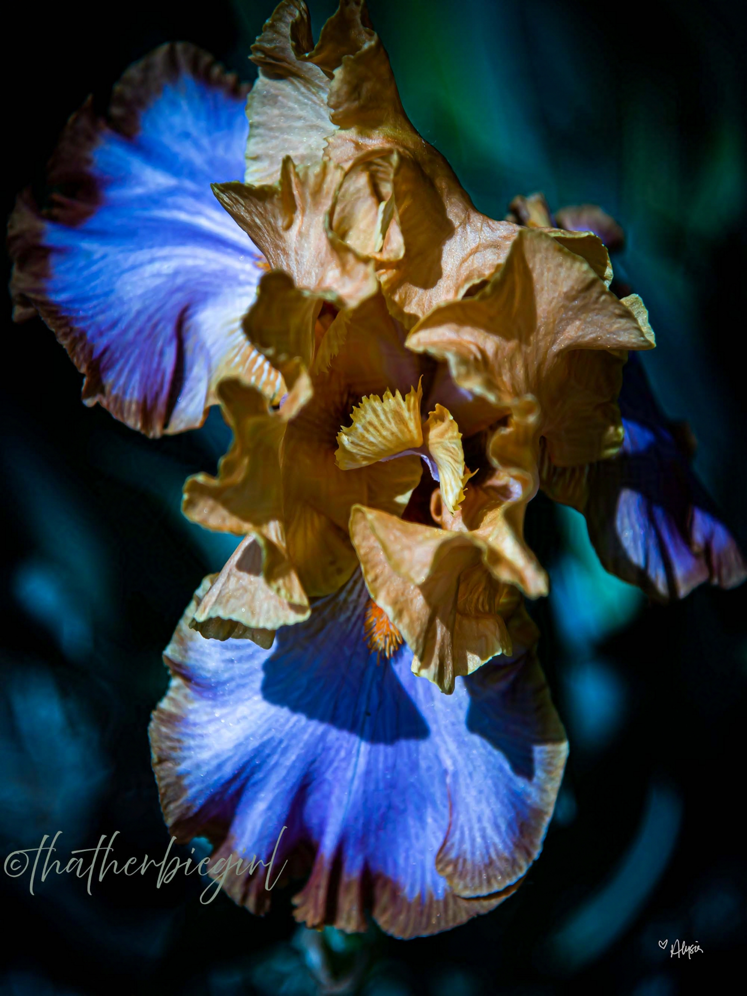 Blue Flame