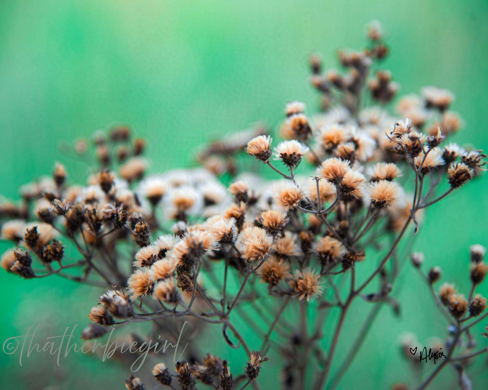 Ironweed