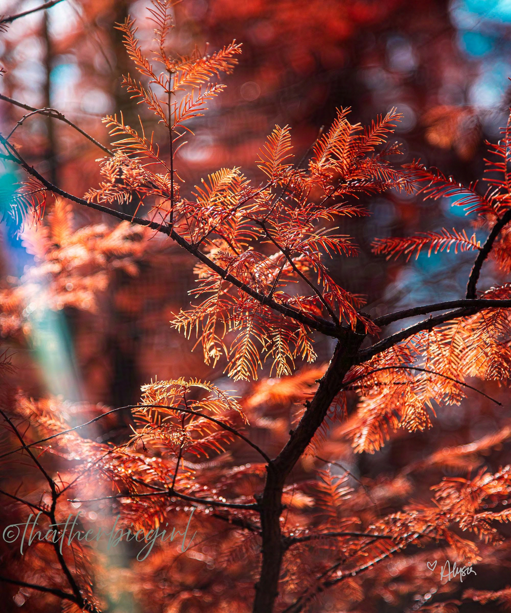 Feathers of Fall