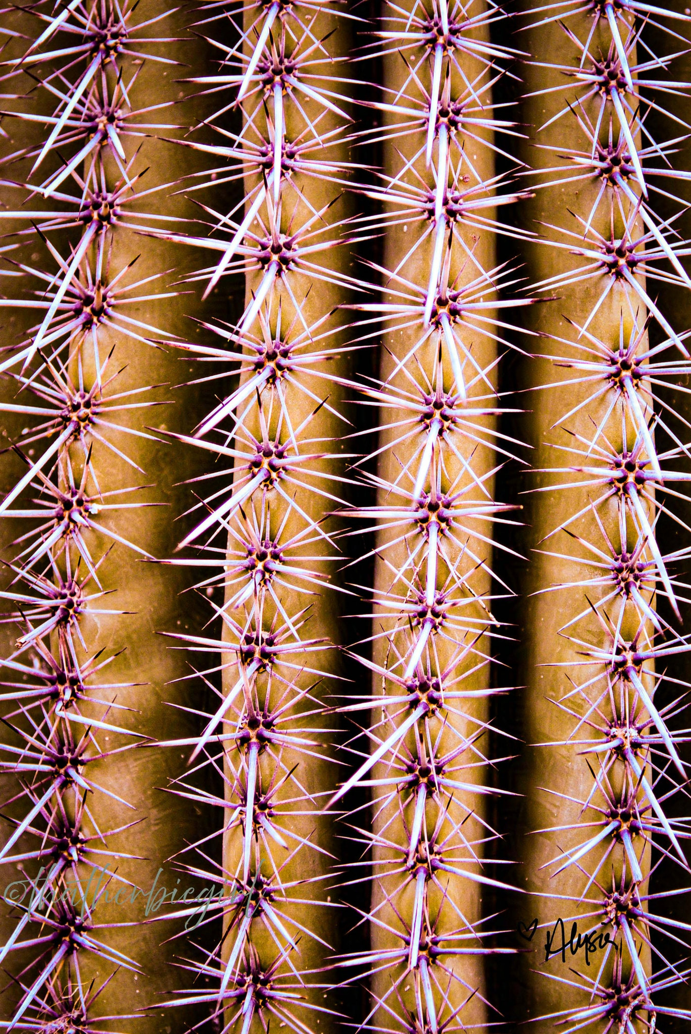 Rows