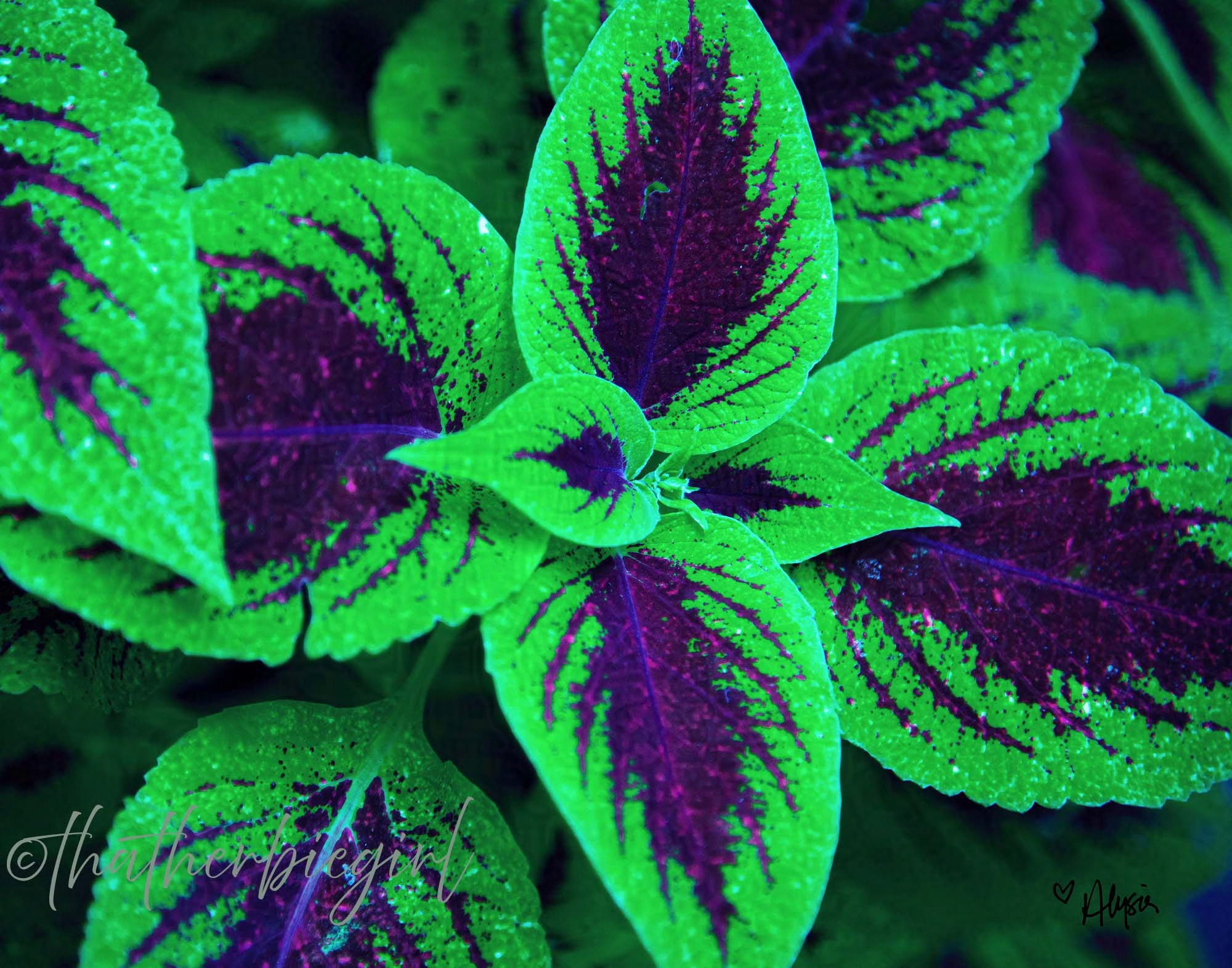 Stained