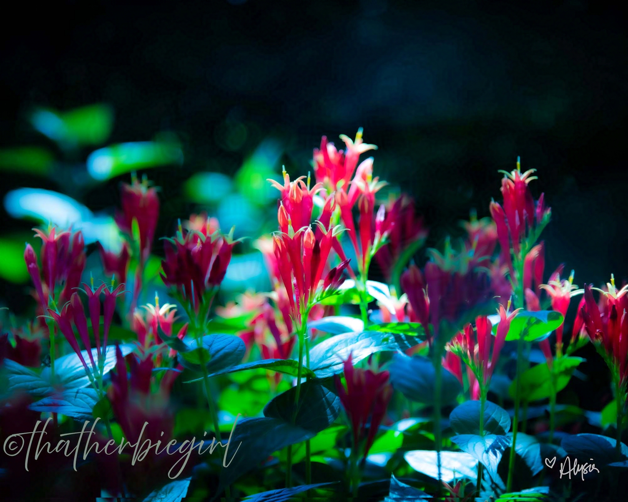 Finding Light