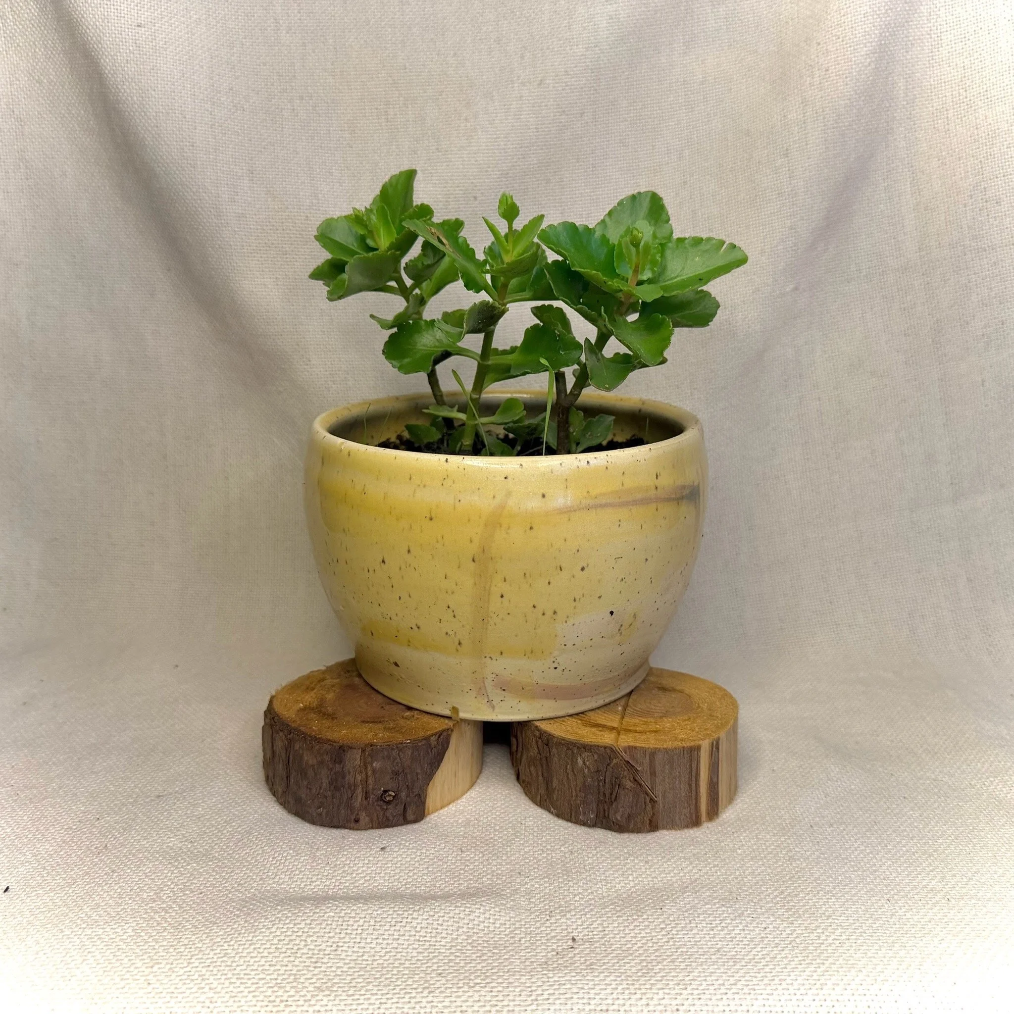 Sunny Planter # 129
