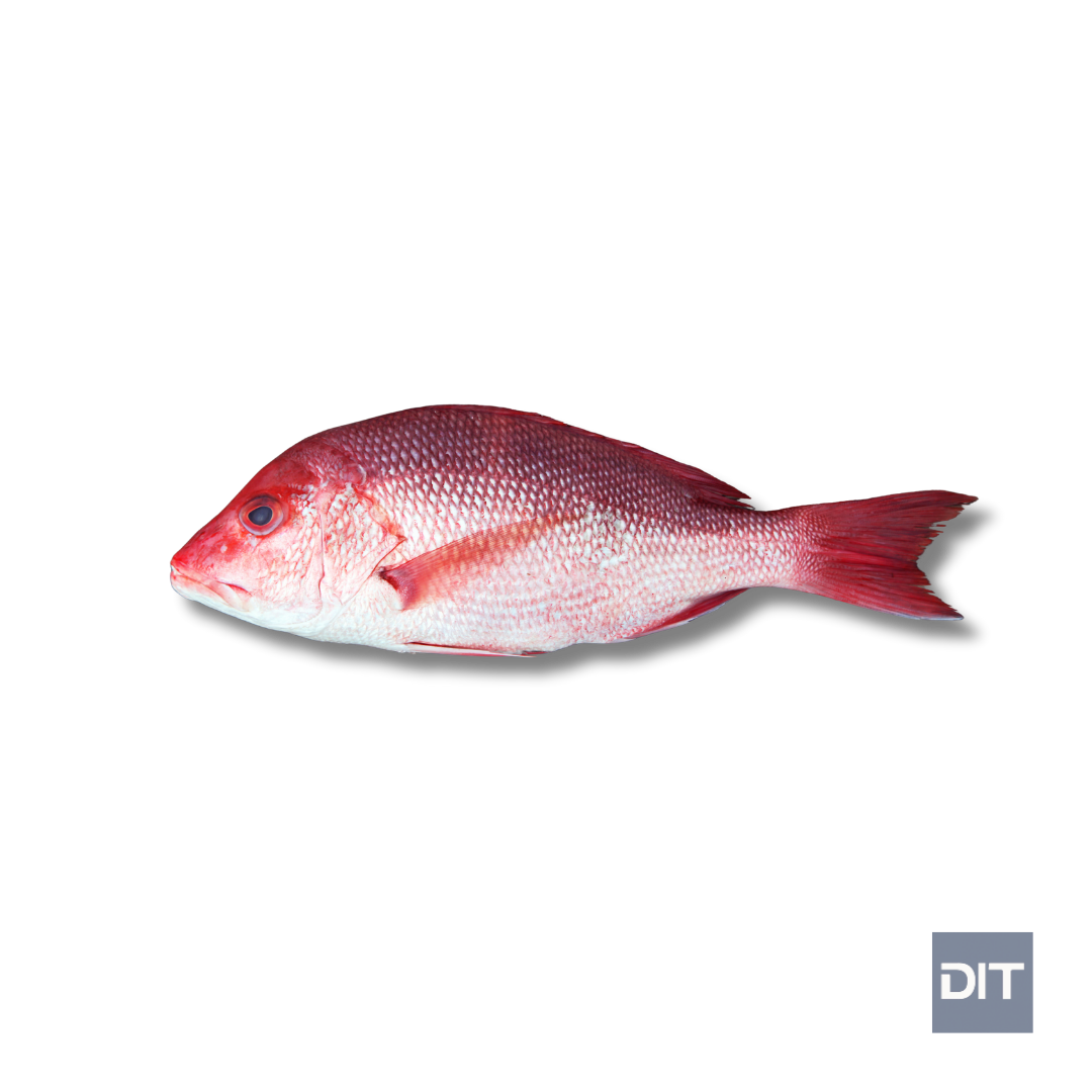 Malabar Red Snapper – (Lutjanus malabaricus)