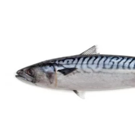Atlantic Mackerel