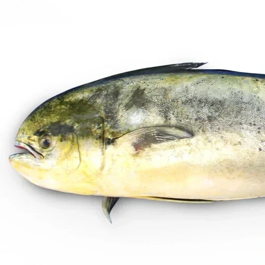 Common-Dolphinfish-1.webp