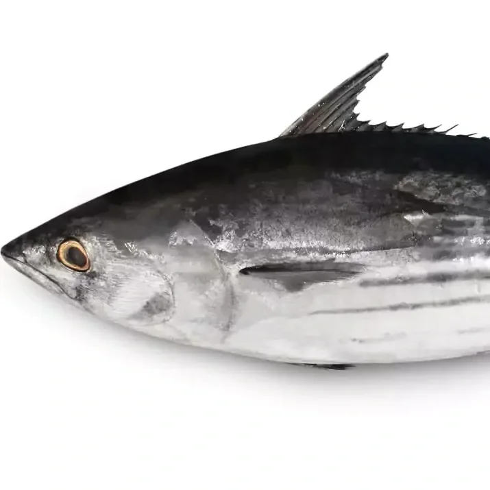 Skipjack-tuna-1.webp