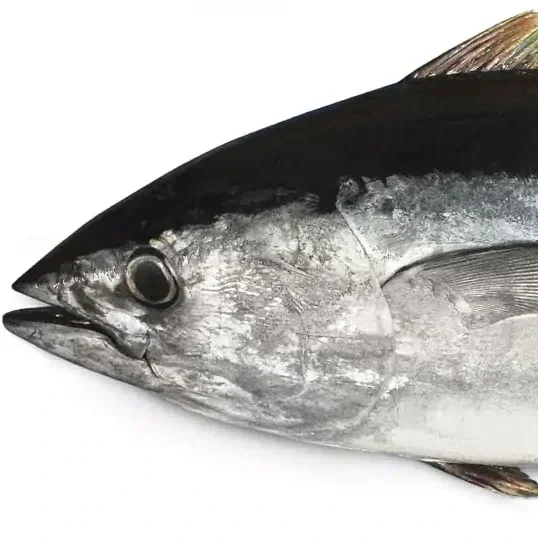 Bigeye-tuna-1.webp