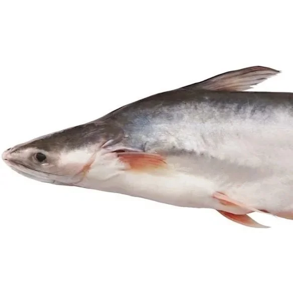 Pangasius.jpg
