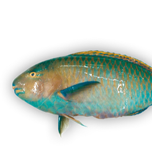Parrot-fish-Salmon-and-Shrimps-Kenya.png