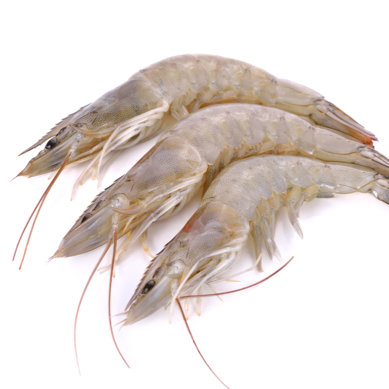 Vannamei+Shrimp+HOSO.png