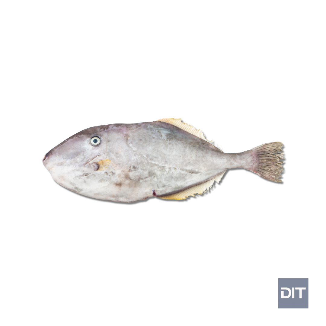 Leather Jacket Fish – (Aluterus monoceros)