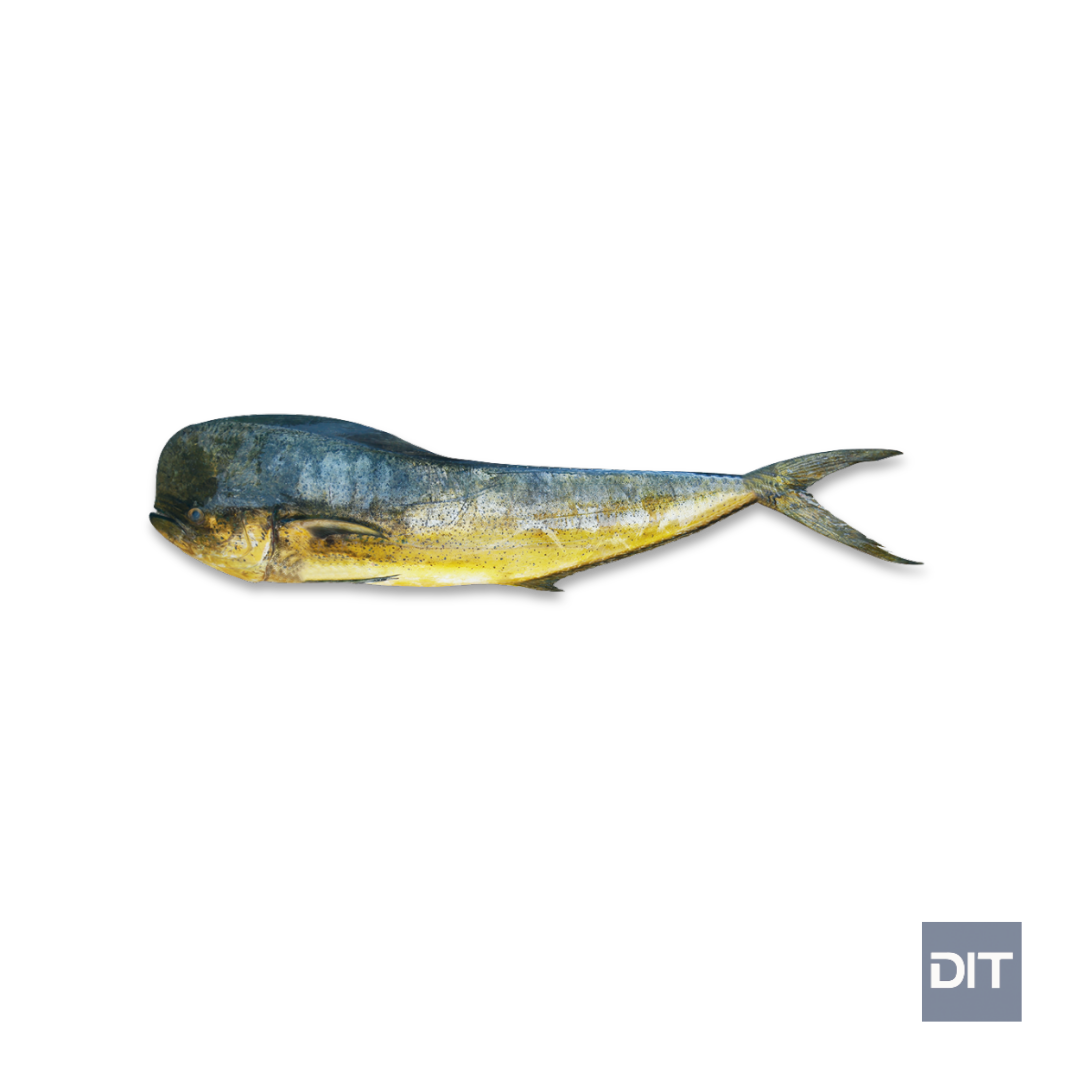 Mahi Mahi – (Coryphaena hippurus)