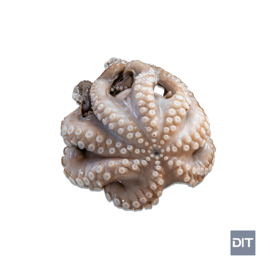 Frozen Day Octopus - (Octopus cyanea)