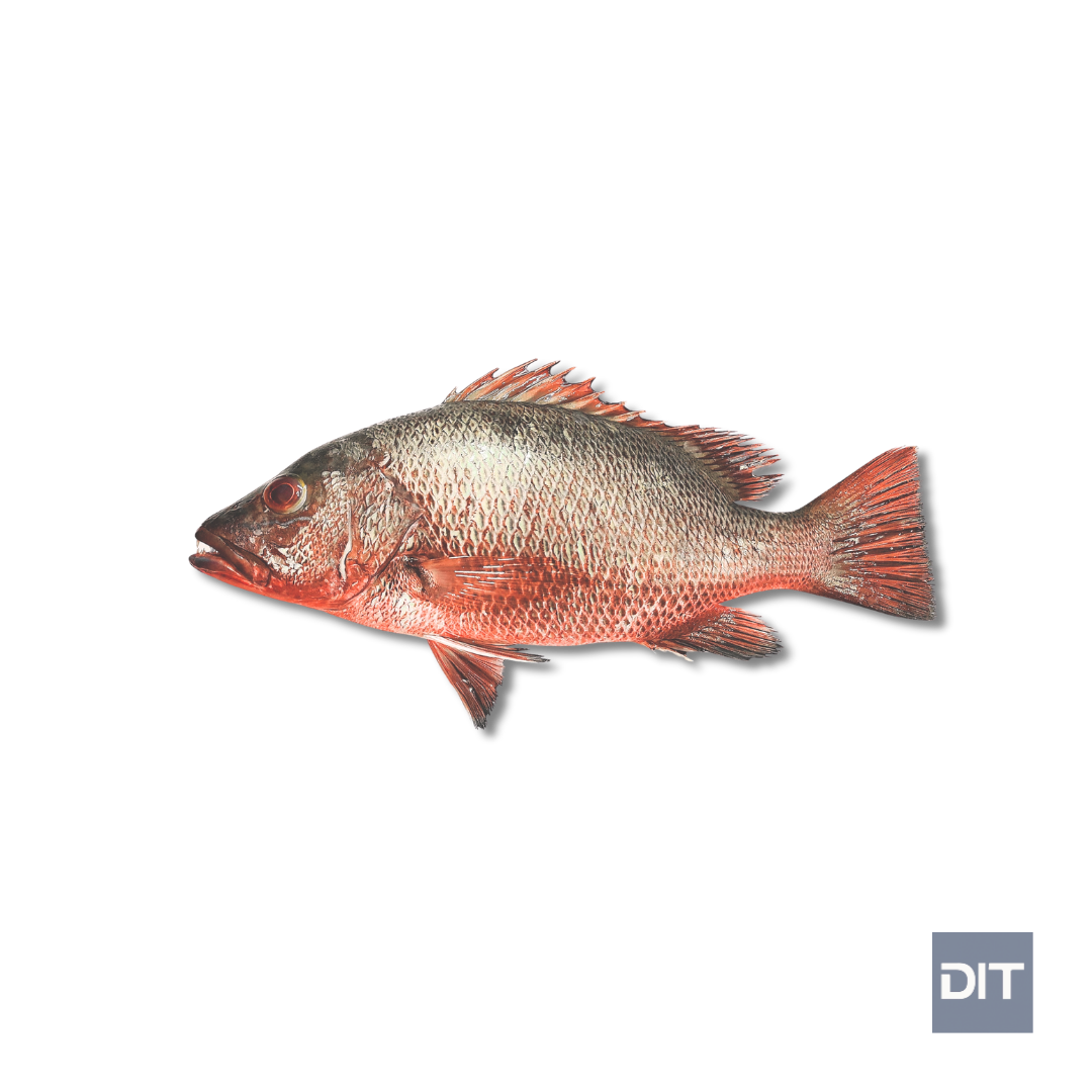 Indo-Pacific Mangrove Snapper – (Lutjanus argentimaculatus)