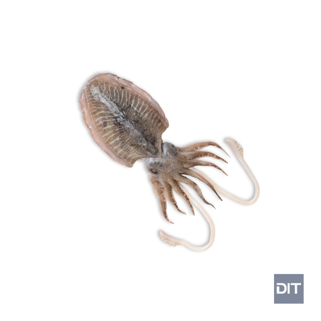 Pharaoh Cuttlefish – (Sepia pharaonis)