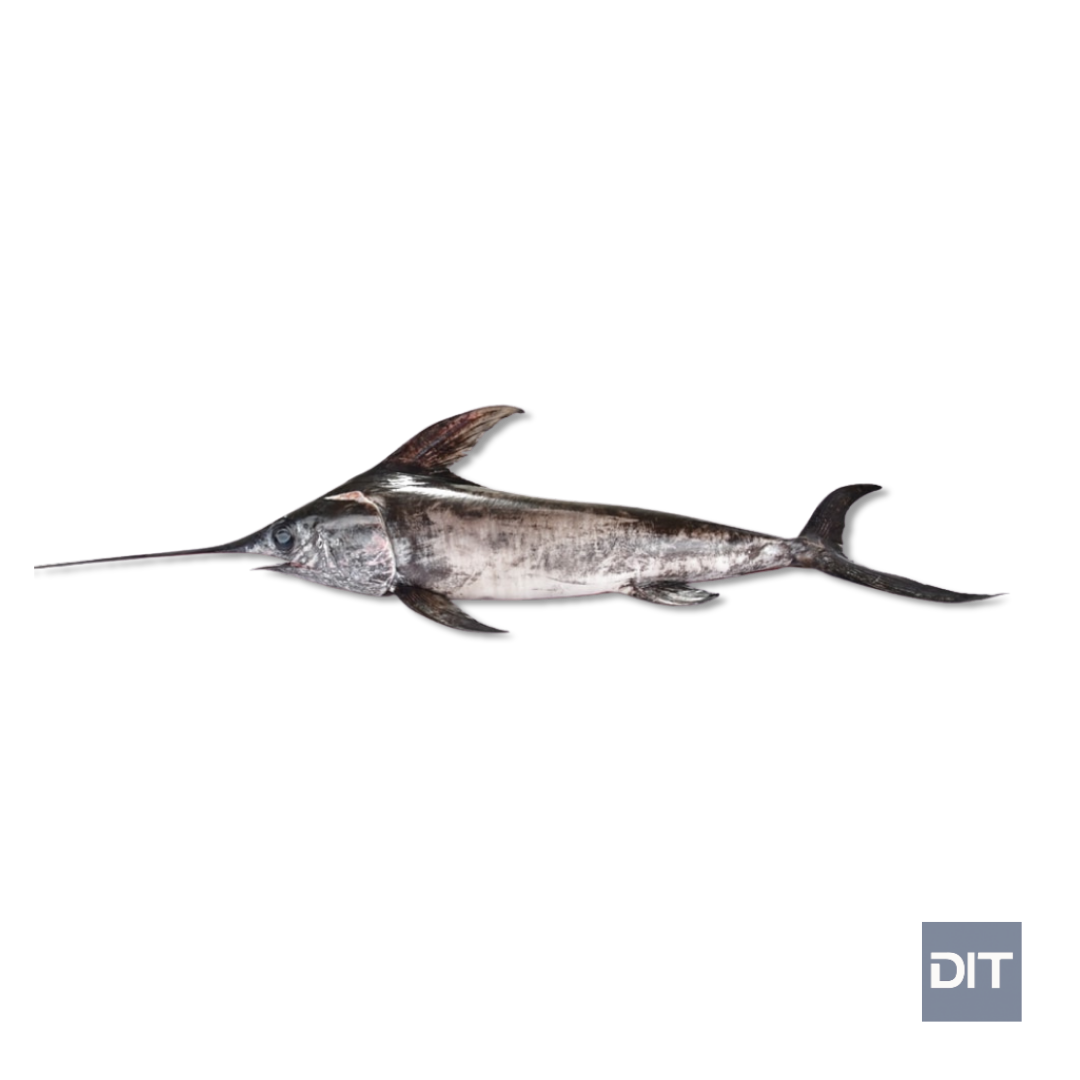 Swordfish – (Xiphias gladius)