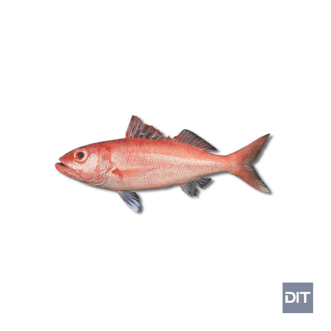 Ruby Snapper – (Etelis spp.)