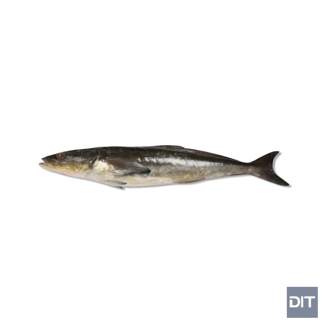 Cobia – (Rachycentron canadum)