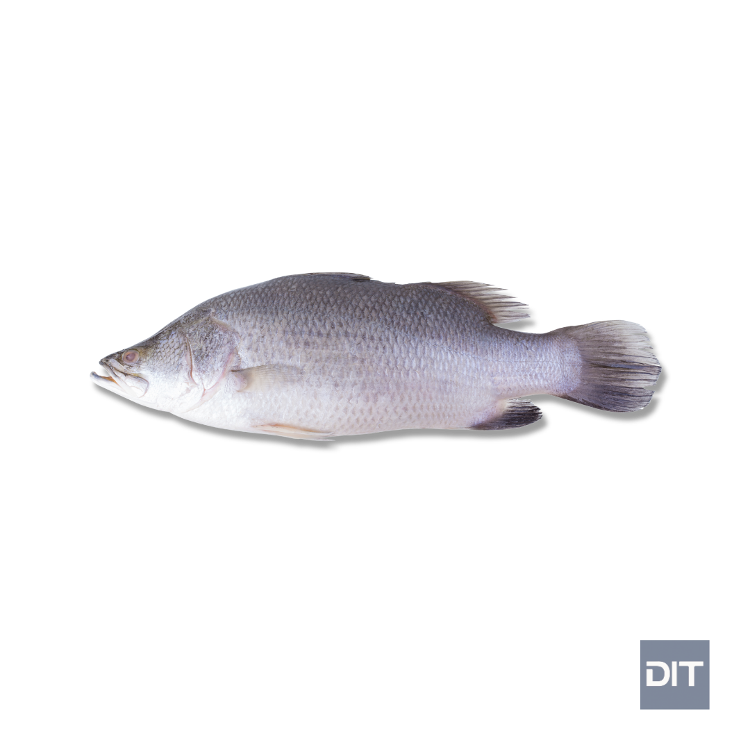 Barramundi – (Lates calcarifer)