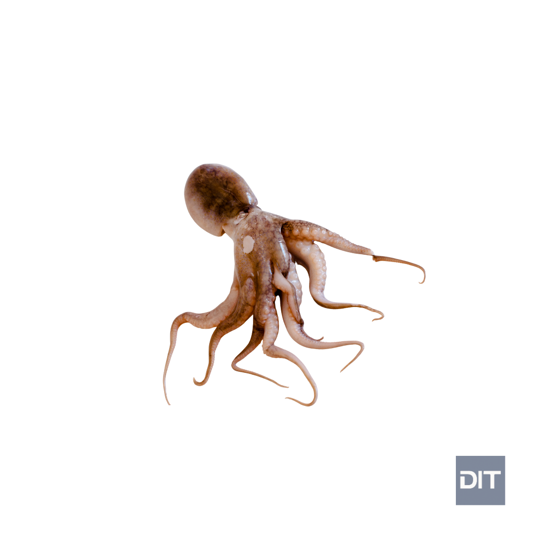 Baby Octopus - (Octopus membranaceus)