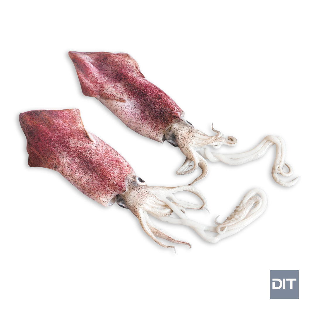 Indian Squid - (Uroteuthis duvaucelii)